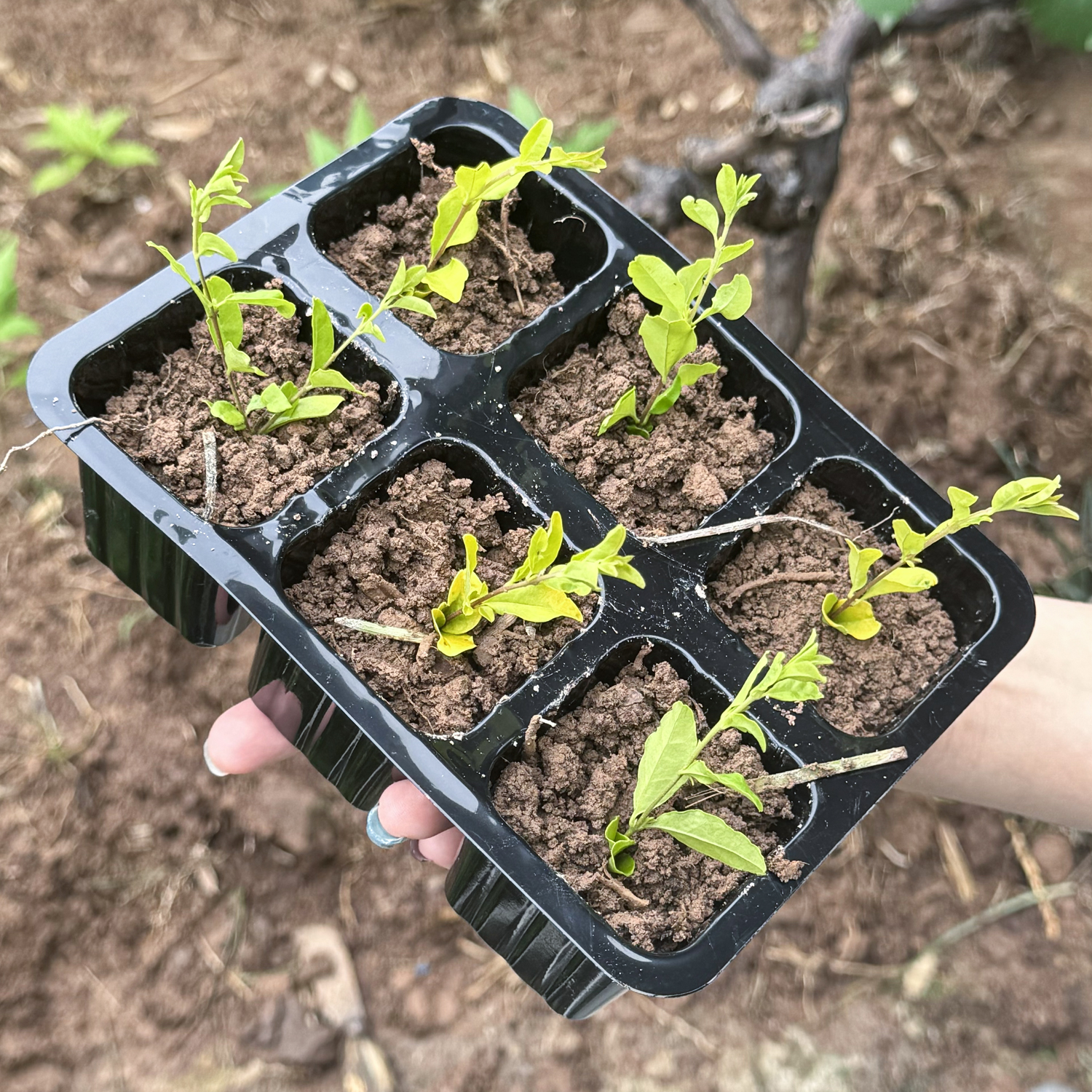 6/12Holes Plant Nursery Tray P – Seed Starter Trays recenzja i cena
