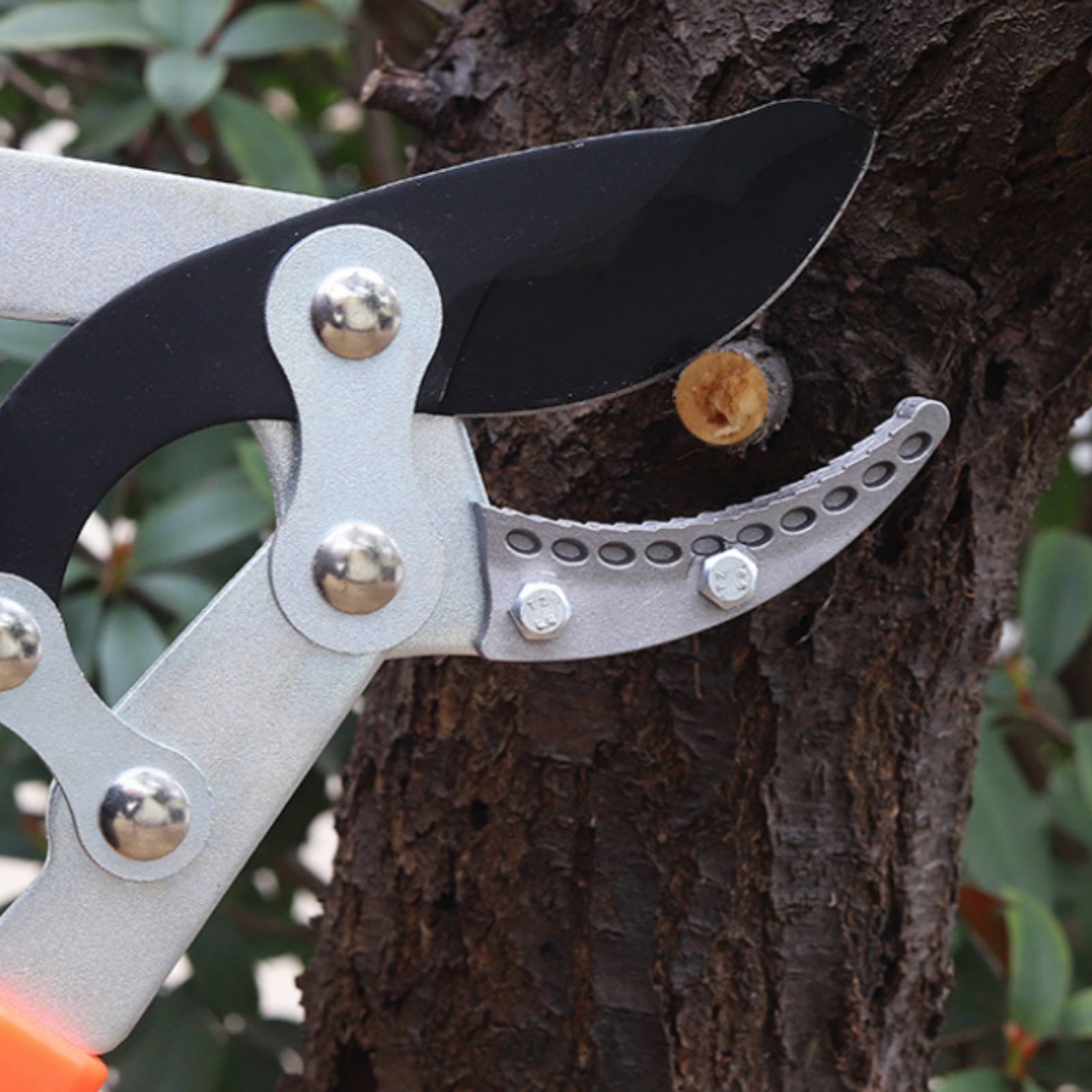 Telescopic Branch Pruners Shar – Gardening Tools In recenzja i cena