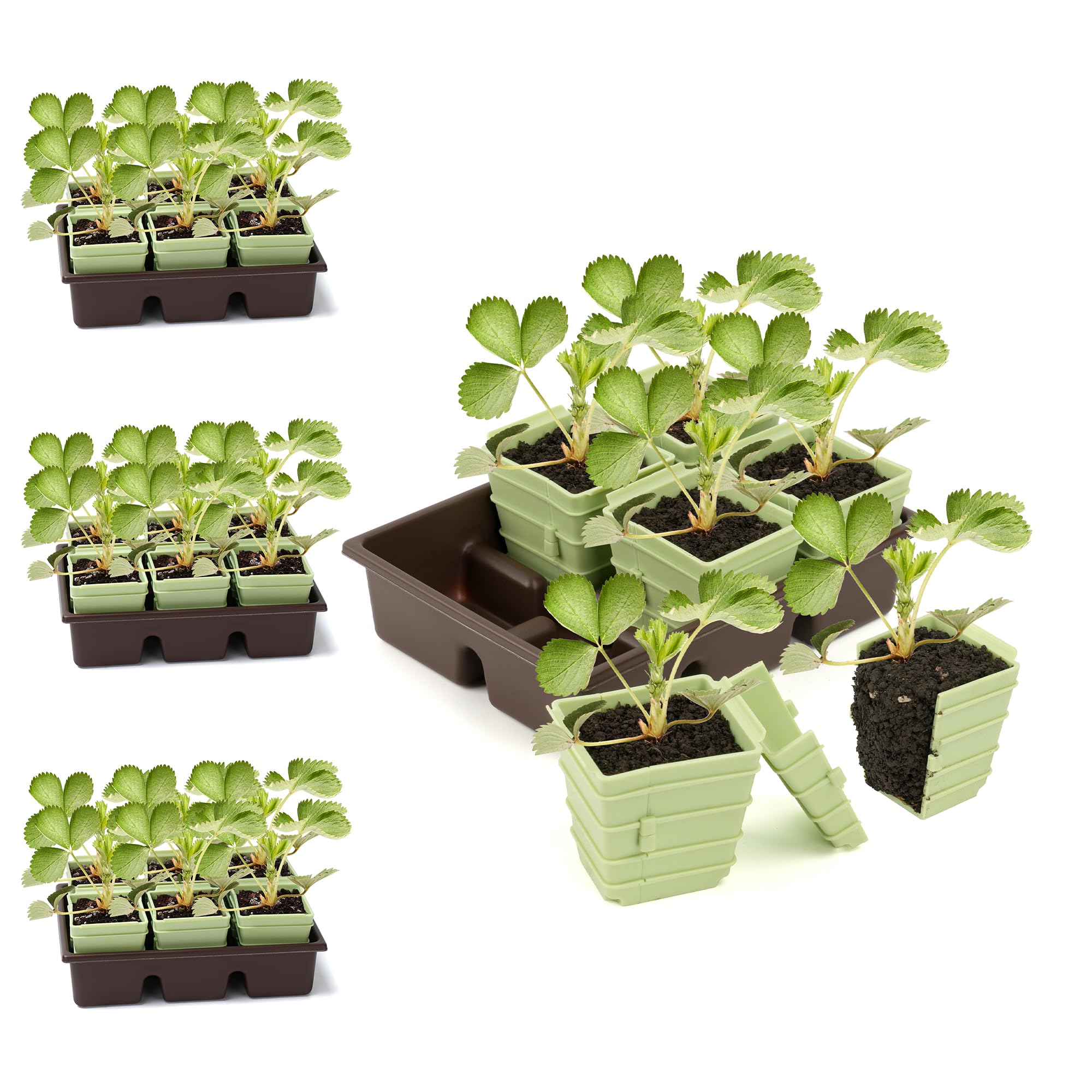 Side-Open Seed Starter Tray 8- – Seed Starter Trays recenzja i cena